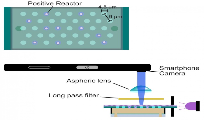 Detecting real biological viruses with a smartphone