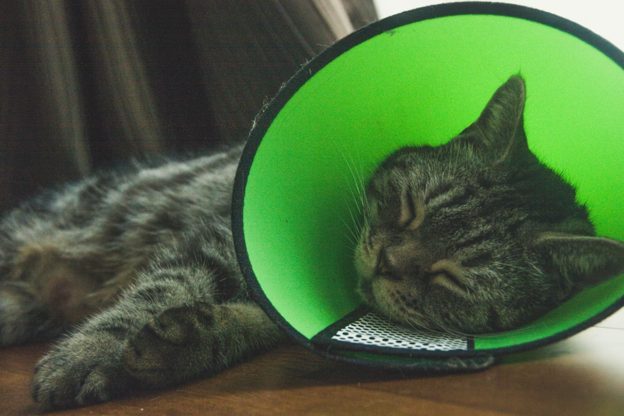 Benefits of Cat Neutering for Health and Behavior