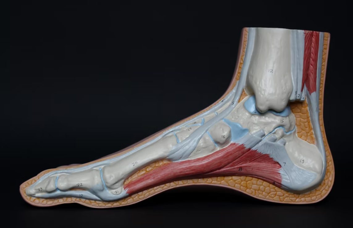 Why Ankle Swelling Persists: A Medical Look at Vein-Related Causes and Solutions
