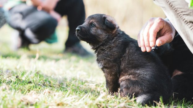 Understanding Your Puppy Vaccination Schedule and Its Importance