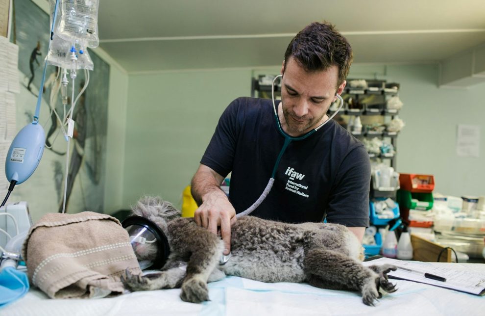 How to Prepare Your Pet for Surgery in Rancho Murieta