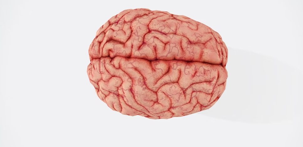 Medical Technology Innovations: How Modern Science Supports Brain Health and Cognitive Function