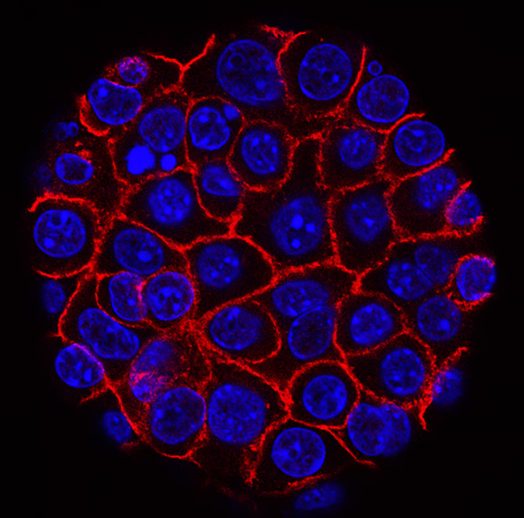 Advances in Stem Cell Science: Laying the Foundation for Regenerative Neurotherapy