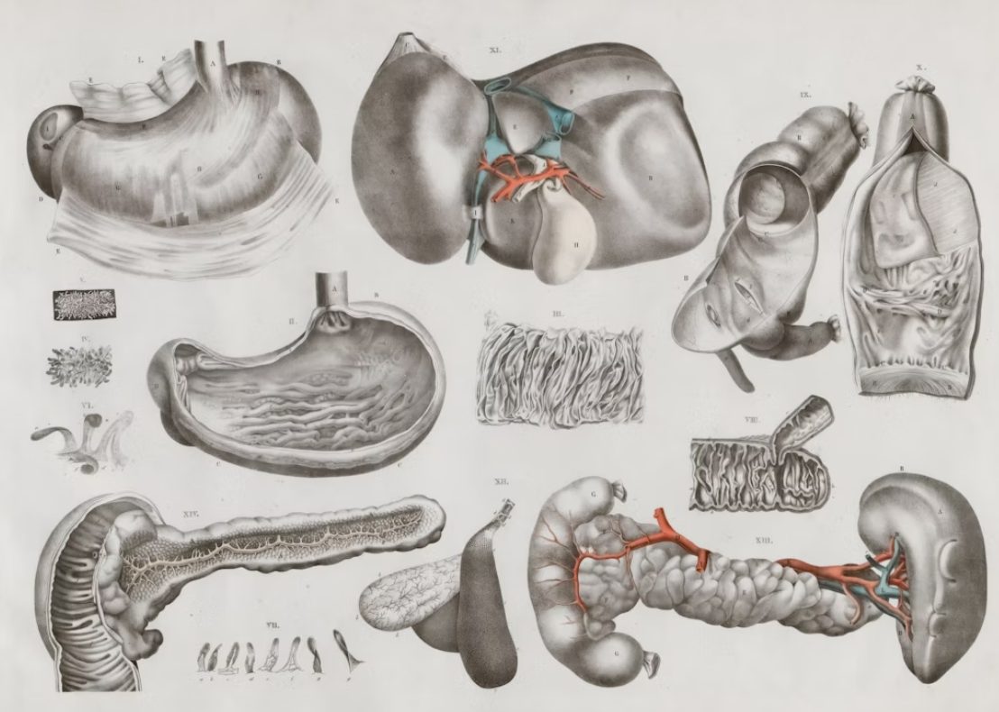 AI and Digital Tools for Enhanced Gastrointestinal Health