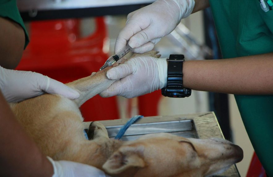 The Benefits of PRP for Dogs With Arthritis or Joint Issues