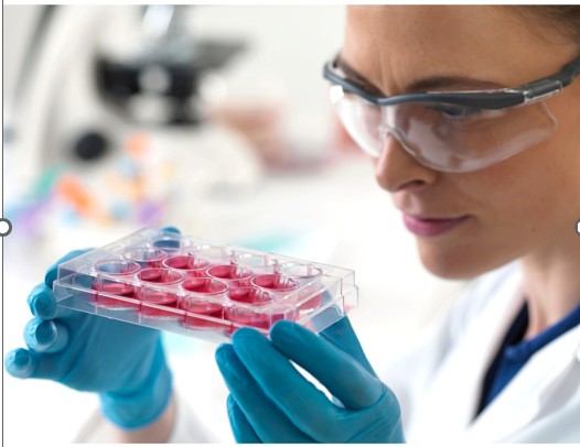 Antibody Discovery Services: Technologies and Screening Strategies Shaping Modern Research