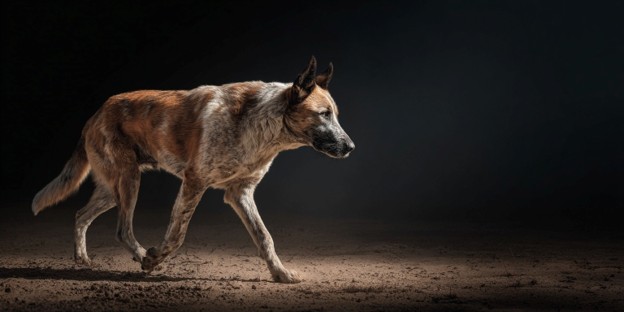 Medical Technology Spotlight: How At-Home Light Therapy Supports Neuromuscular Function in Dogs