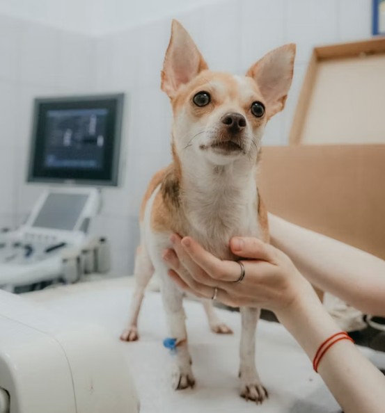 7 Best Veterinary Radiology Software Platforms for 2026