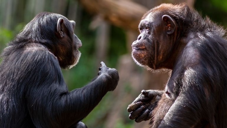 Illumina trains AI on primate data to estimate risk of rare variants in humans