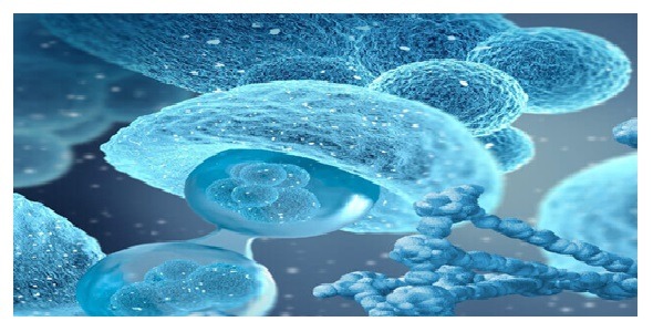 Creative Bioarray
