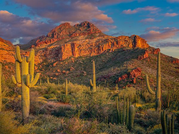 Mayo Clinic Integrated Behavioral Health in Primary Care 2024 - Approaches that Work at Phoenix