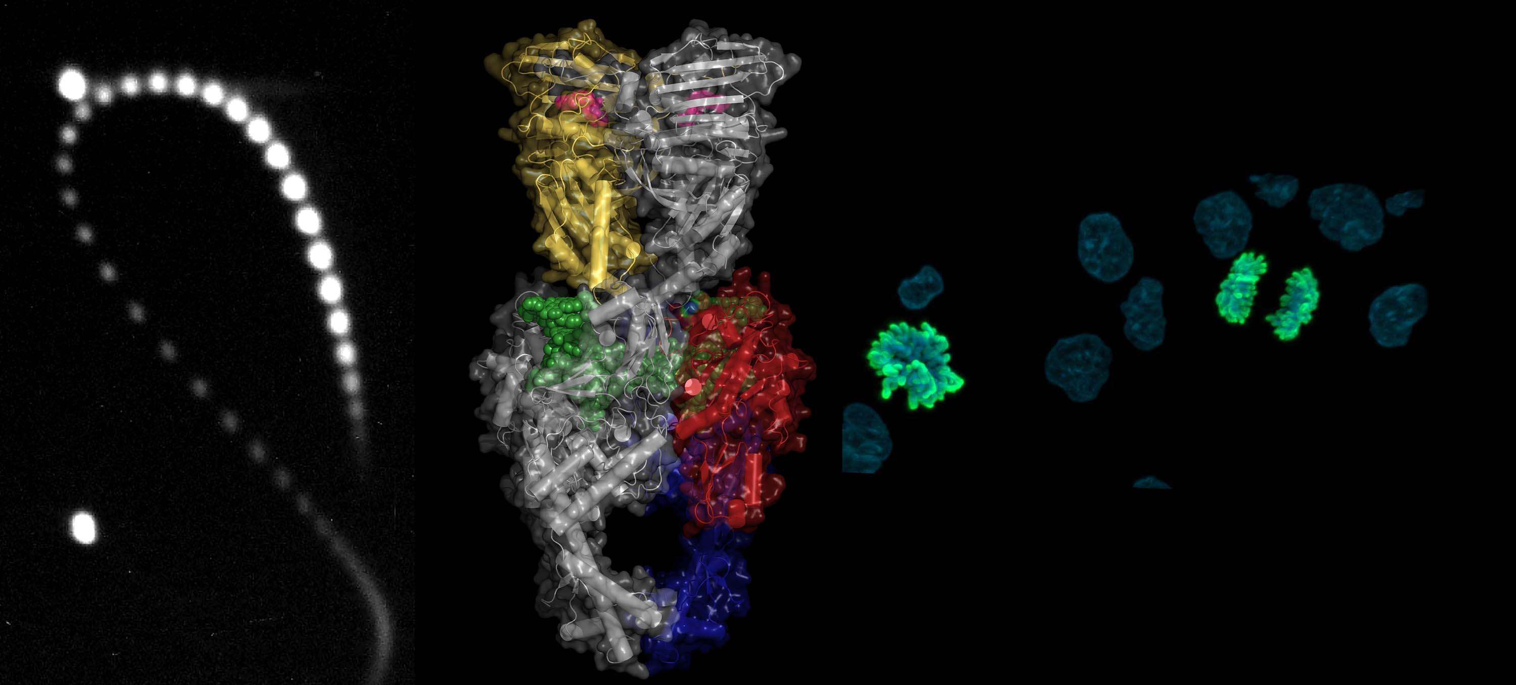 DNA Topology And Topoisomerases In Genome Dynamics